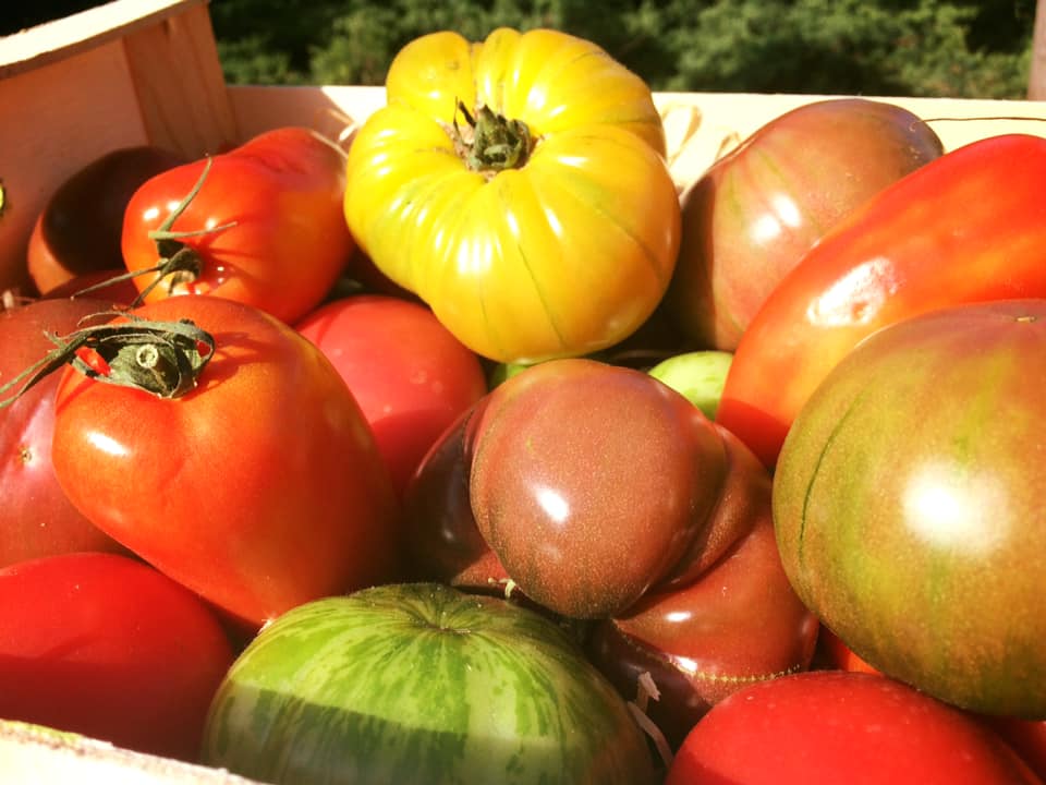 Tomates anciennes